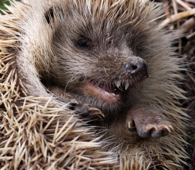 刺猬渡劫会变身吗,刺猬上马路渡劫