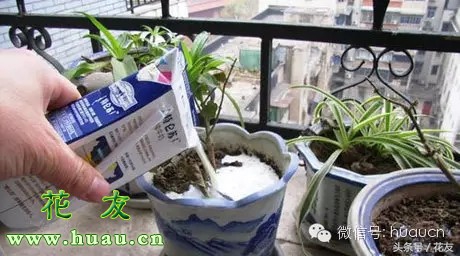 浇花的正确方法和技巧,浇花技巧大全