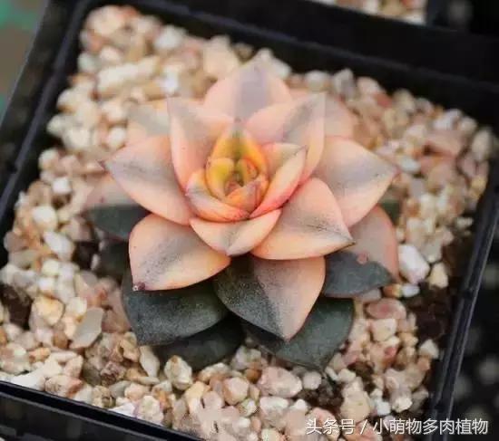 多肉出锦跟土有关吗,多肉出锦素好用吗