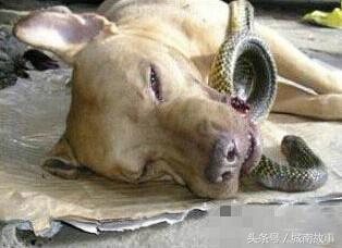 金毛贝贝卖狗,金毛犬贝贝现状