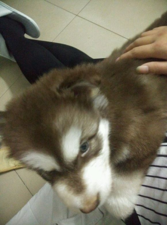 阿拉斯加8个月容易得细小么,阿拉斯加5个月得细小怎么办