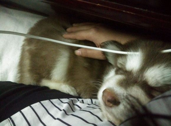 阿拉斯加8个月容易得细小么,阿拉斯加5个月得细小怎么办