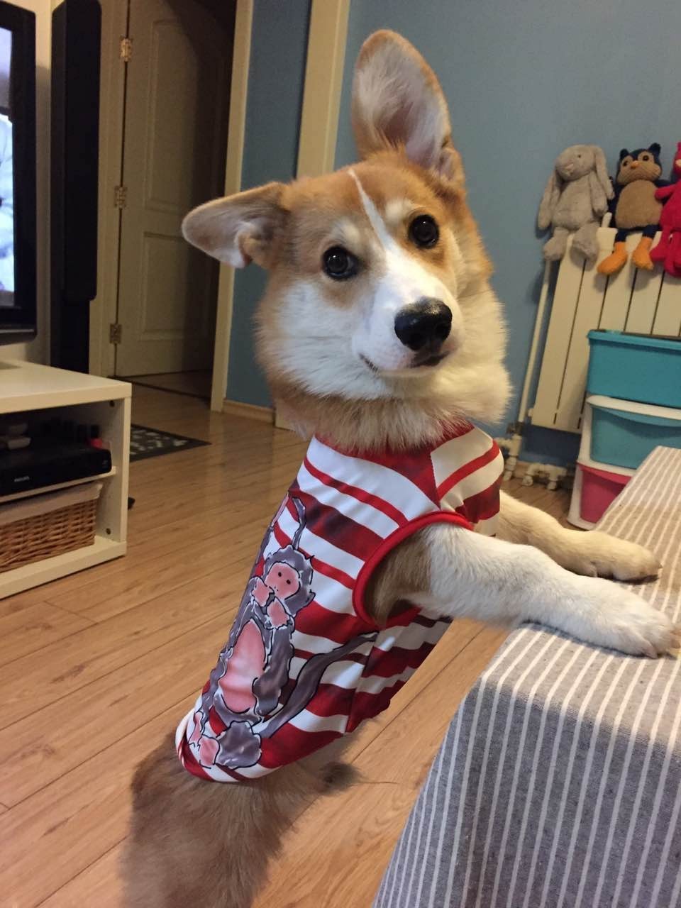 56个中美铲屎官每月花费,对,我就是这么变穷的