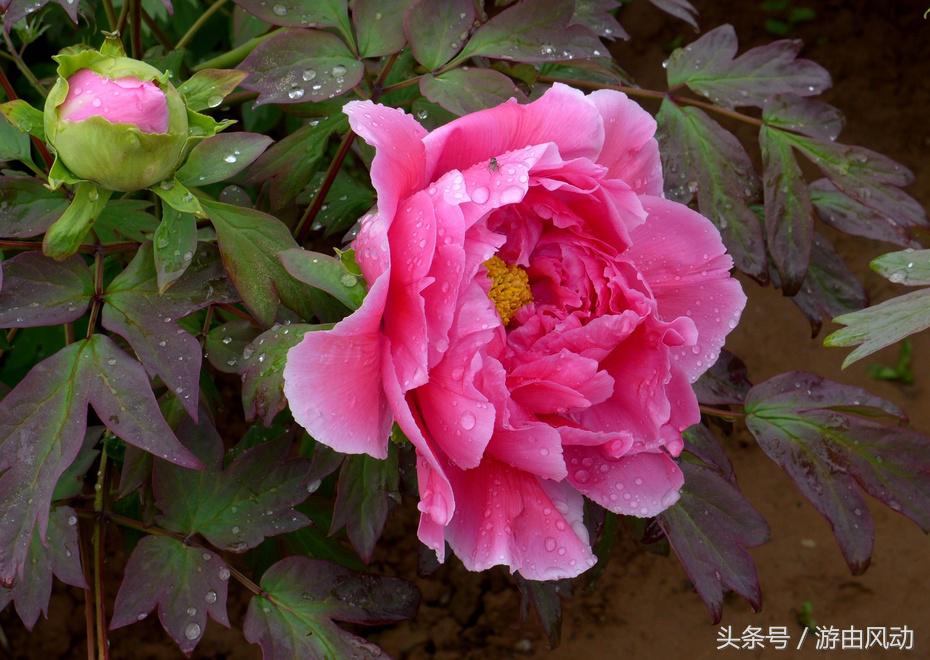 洛阳国际牡丹园门票,洛阳国际牡丹园图