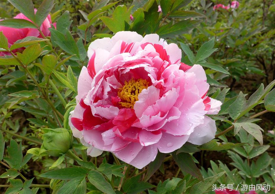 洛阳国际牡丹园门票,洛阳国际牡丹园图