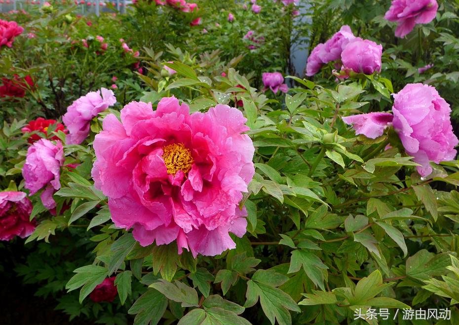 洛阳国际牡丹园门票,洛阳国际牡丹园图