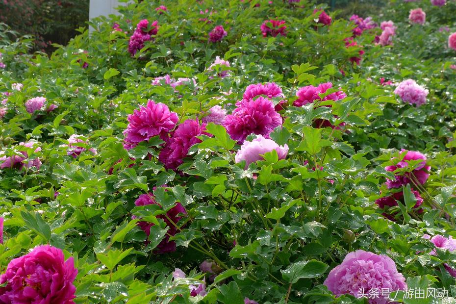洛阳国际牡丹园门票,洛阳国际牡丹园图
