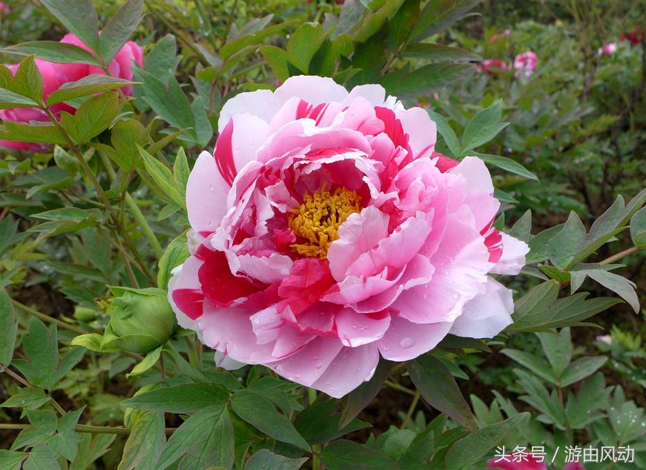 洛阳国际牡丹园门票,洛阳国际牡丹园图