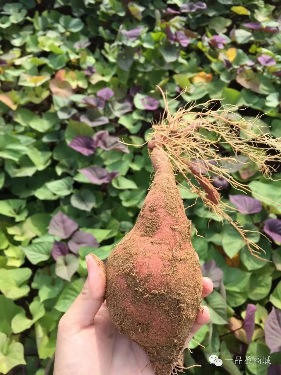 一点红最高档的红薯,正宗南沙一点红紫心红薯