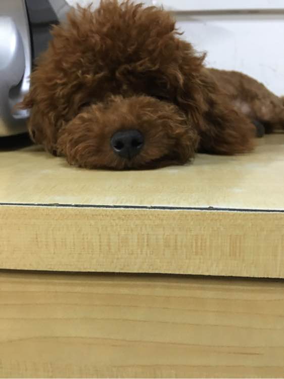 捡到了一个小狗狗宝宝,捡到一只泰迪去宠物医院怎么检查