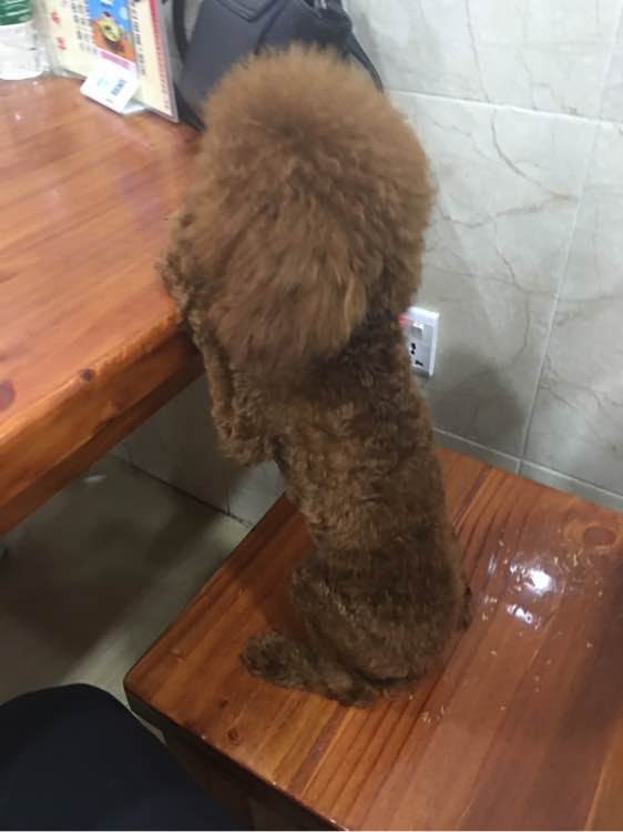 捡到了一个小狗狗宝宝,捡到一只泰迪去宠物医院怎么检查