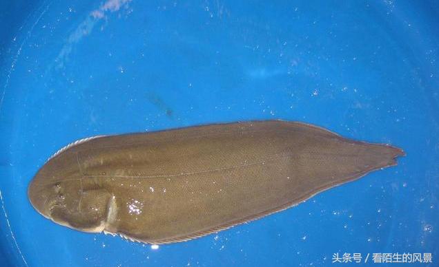 中国的代表鱼,各个国家的鱼是什么样子