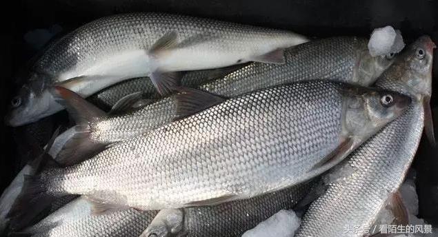 中国的代表鱼,各个国家的鱼是什么样子