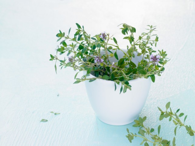 养花一花一草,花卉盆栽百里香