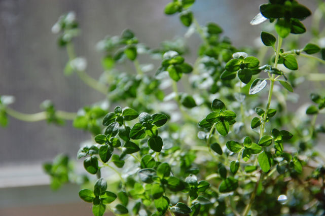 养花一花一草,花卉盆栽百里香