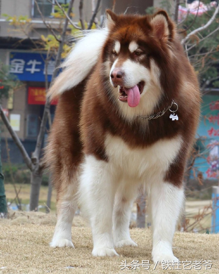 最快上车的阿拉斯加,来不及了快上车配音