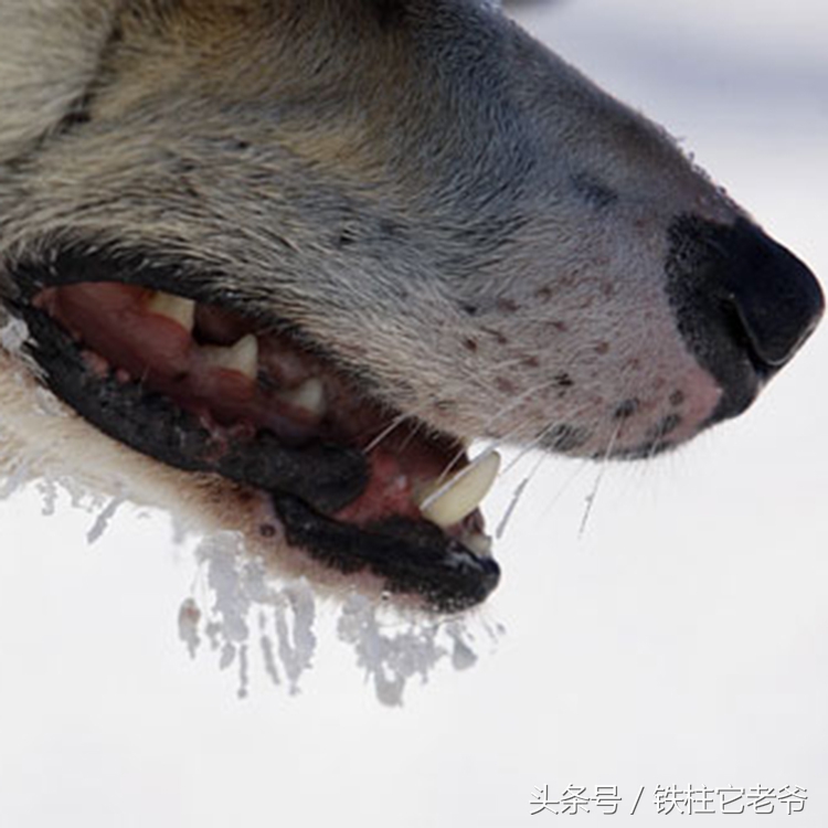 最快上车的阿拉斯加,来不及了快上车配音
