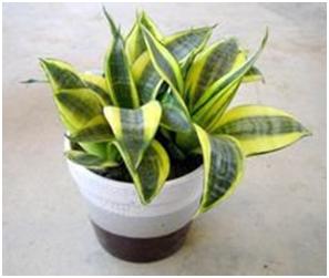 如何净化新房苯,如何给新房快速除甲醛