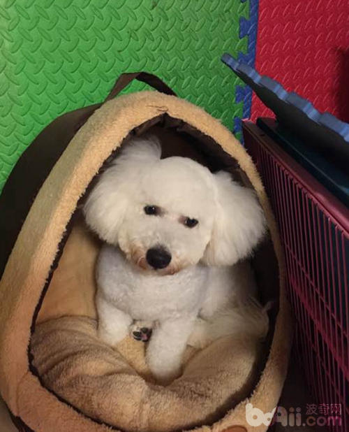 自己在家给比熊犬美容,带比熊去美容