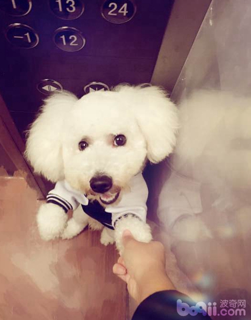 自己在家给比熊犬美容,带比熊去美容