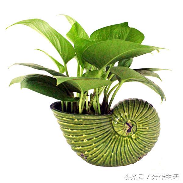 办公室大绿萝底下叶子发黄怎么养,绿萝秋天叶子变黄怎么处理