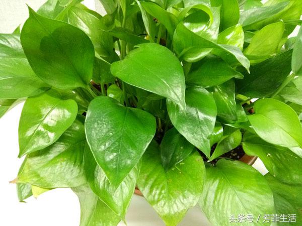 办公室大绿萝底下叶子发黄怎么养,绿萝秋天叶子变黄怎么处理