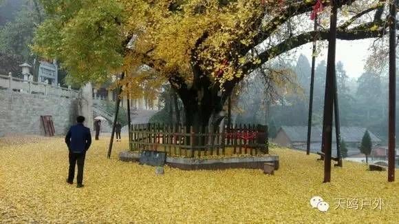 河南最好的红叶银杏叶在哪 (深秋河南哪里可以看银杏)