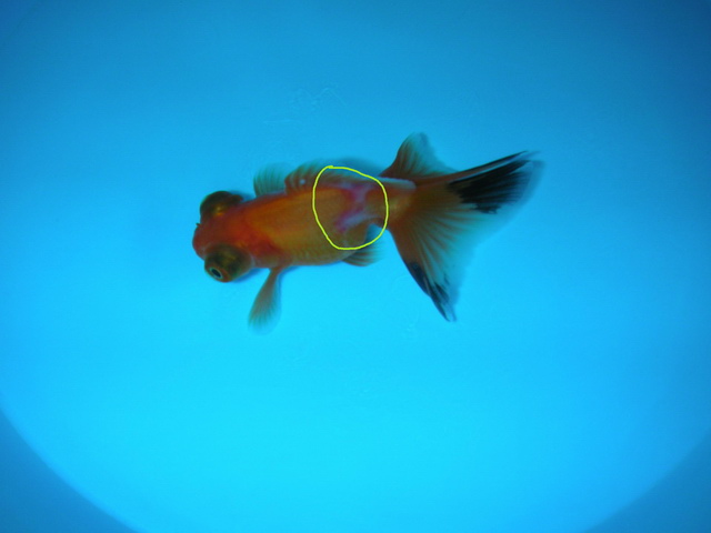 观赏鱼金鱼生病了怎么办,金鱼生病后鱼缸怎么处理