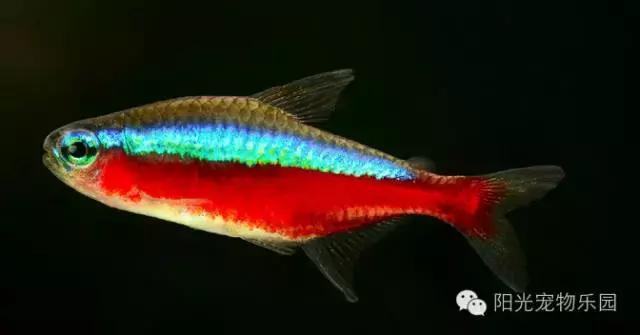 热带鱼缸混养小型鱼最佳搭配,鱼龟共养的小型鱼缸