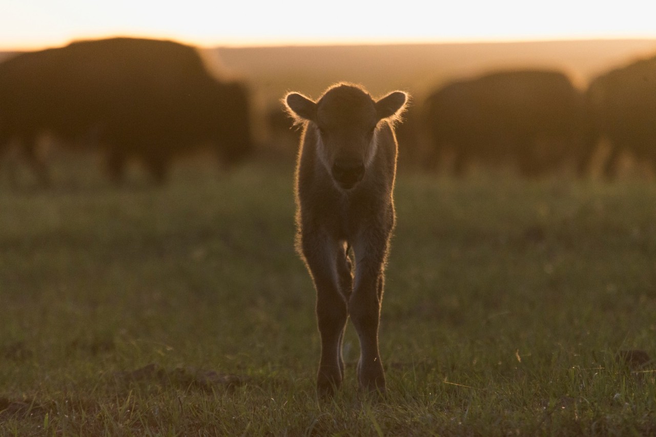 美洲野牛是第几名,美洲野牛算什么档次