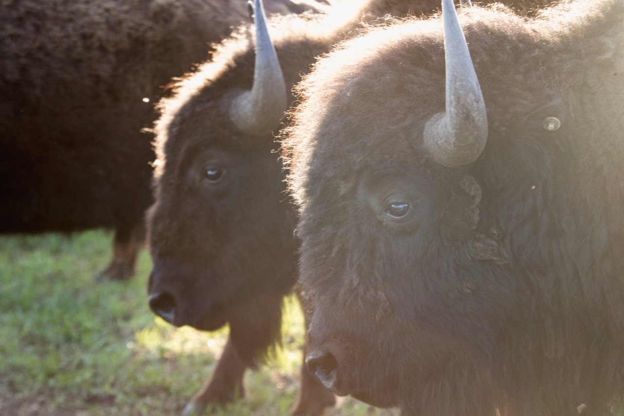 美洲野牛是第几名,美洲野牛算什么档次