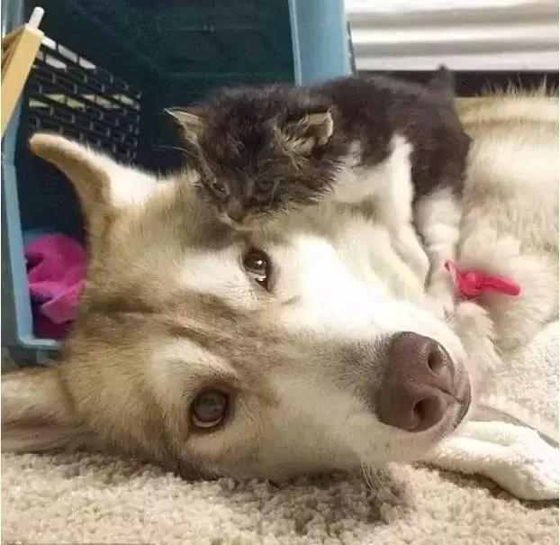 被三只狗养大的猫,被哈士奇养大的拉布拉多