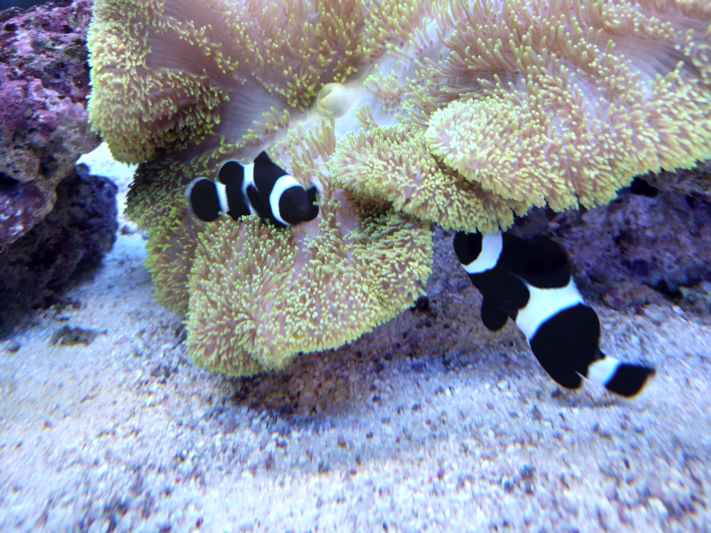 努比亚z11minis换电池,努比亚z11minis是什么处理器