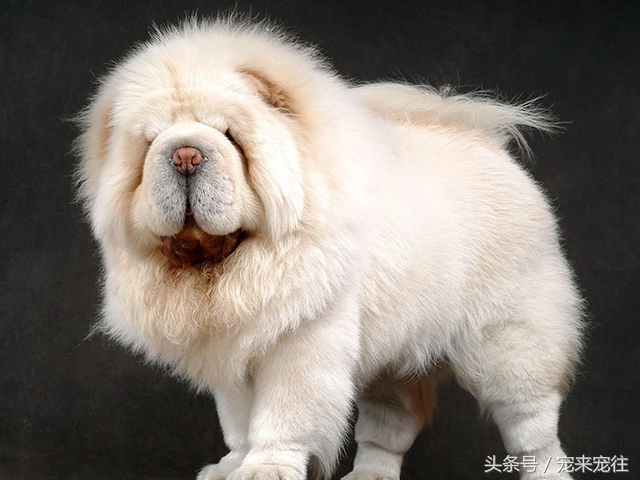 狗的饲养指南在线阅读,狗的饲养技巧与注意事项