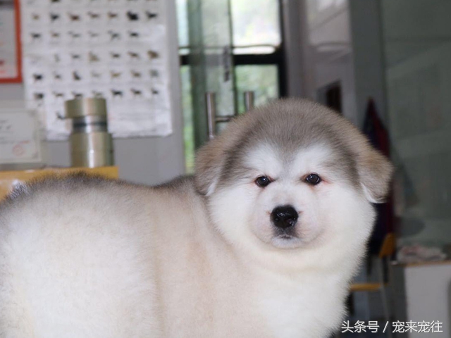 狗的饲养指南在线阅读,狗的饲养技巧与注意事项