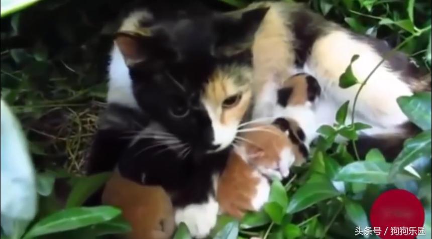 小奶猫被抛弃在垃圾桶收养,小奶猫被主人抛弃被别人捡到