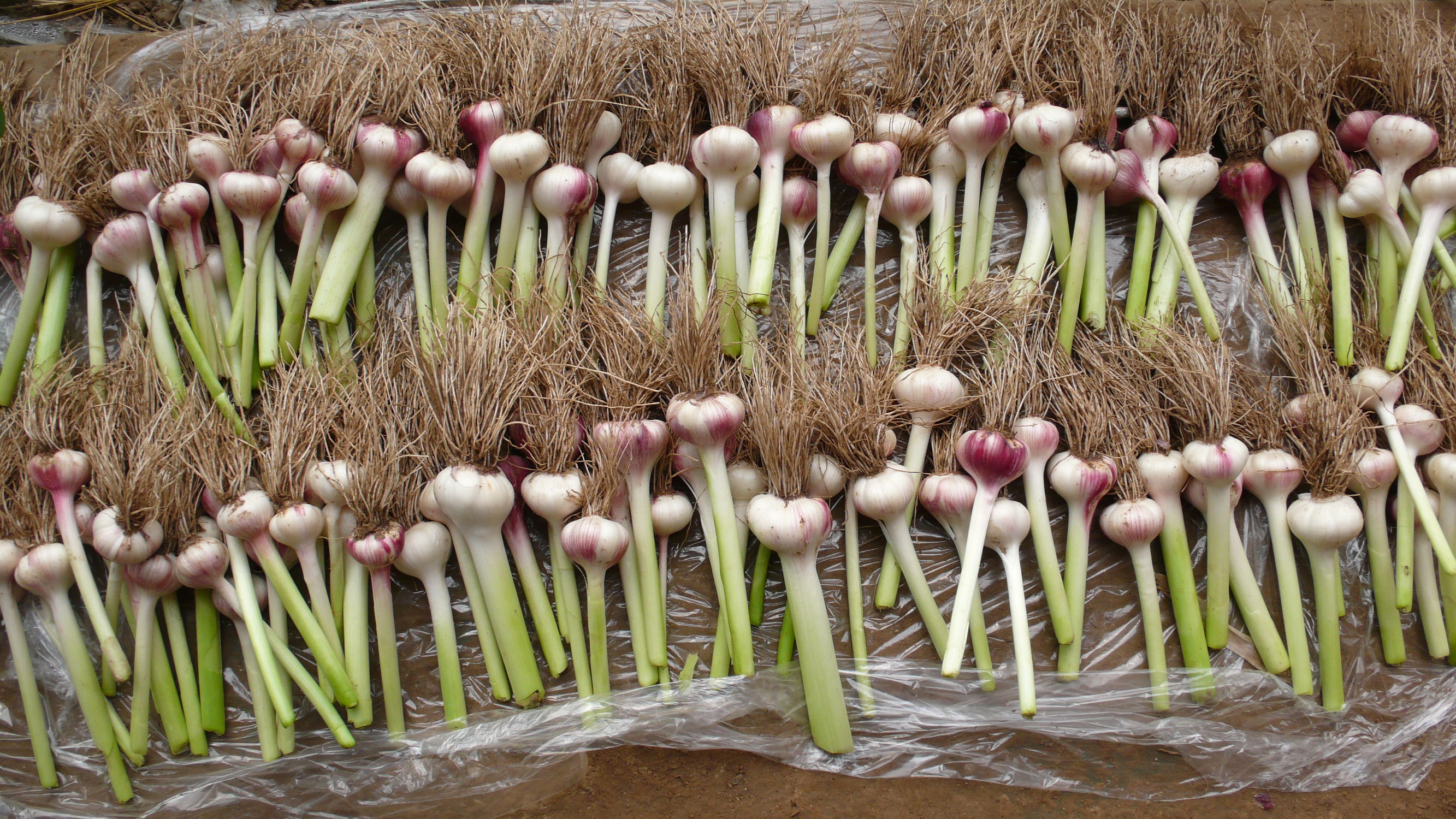 种植大蒜可以剥皮种吗,大蒜种在种植前用不用用清水浸泡