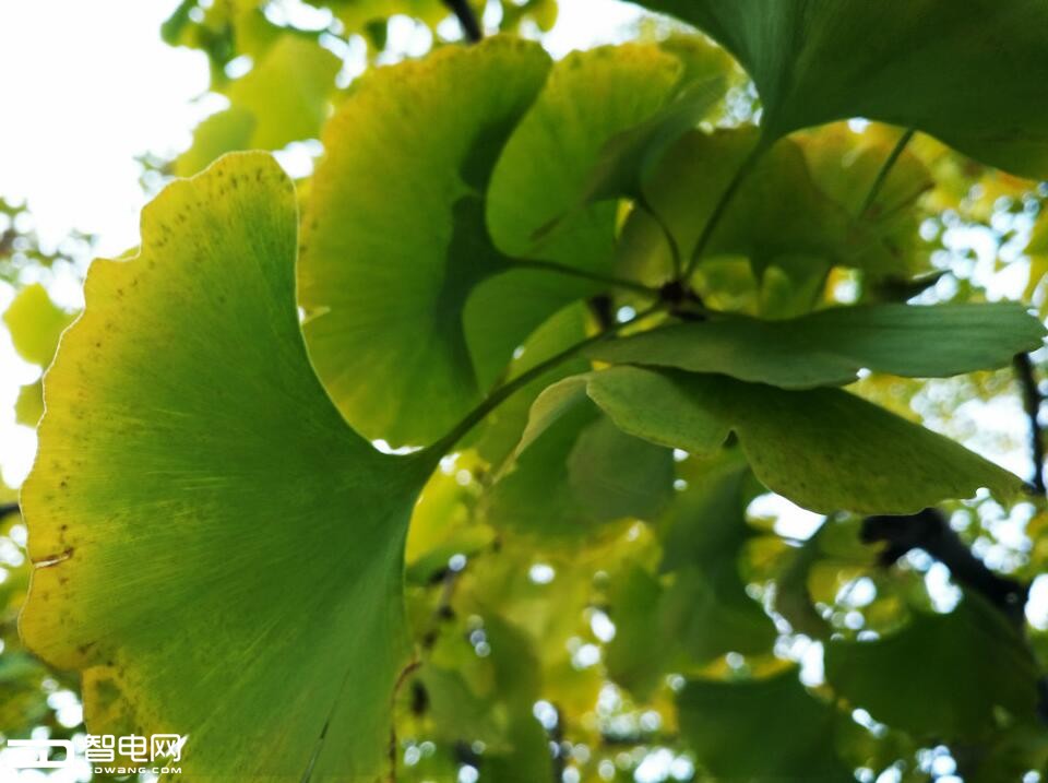 快充拍照好的手机,oppor9s拍照视频评测