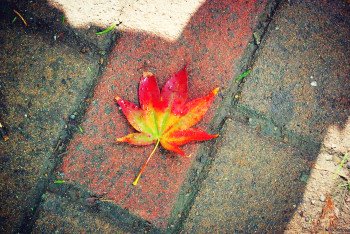 初秋日本快步东京，慢行北海道，泡汤美食8日