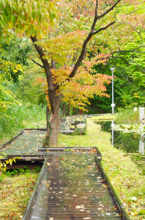 初秋日本快步东京，慢行北海道，泡汤美食8日