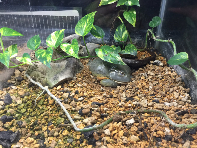 初秋日本快步东京，慢行北海道，泡汤美食8日