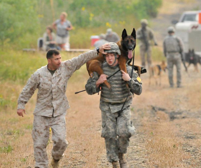 有一种狗叫你扛！狗狗黑背（德牧）的军旅生活！湄公河的哮天犬？