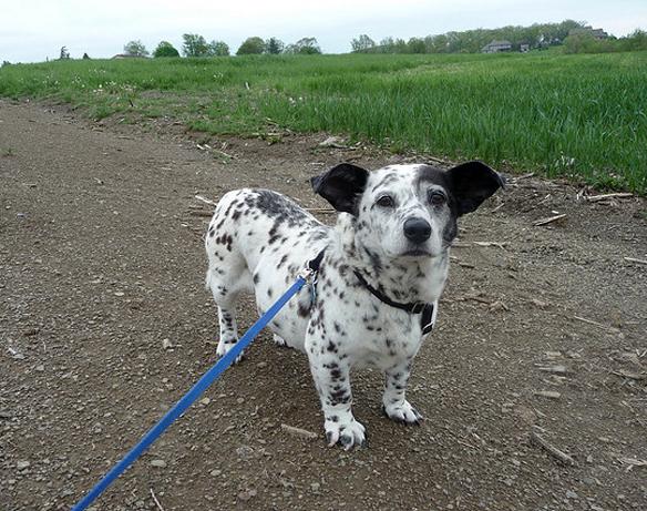 柯基的基因到底有多强大,柯基的基因有多强大