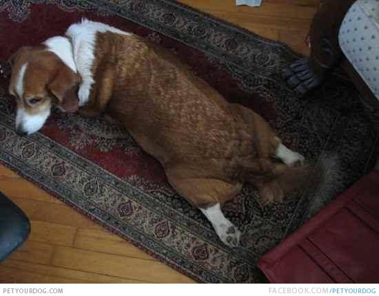 柯基的基因到底有多强大,柯基的基因有多强大