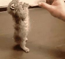 猫咪喂养常识及技巧,猫咪各年龄段照顾细则