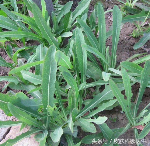 可以消炎的野草,农村路边有消炎利尿的野草