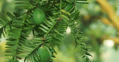 怎么吃香榧简单,香榧是圆榧好还是尖榧好