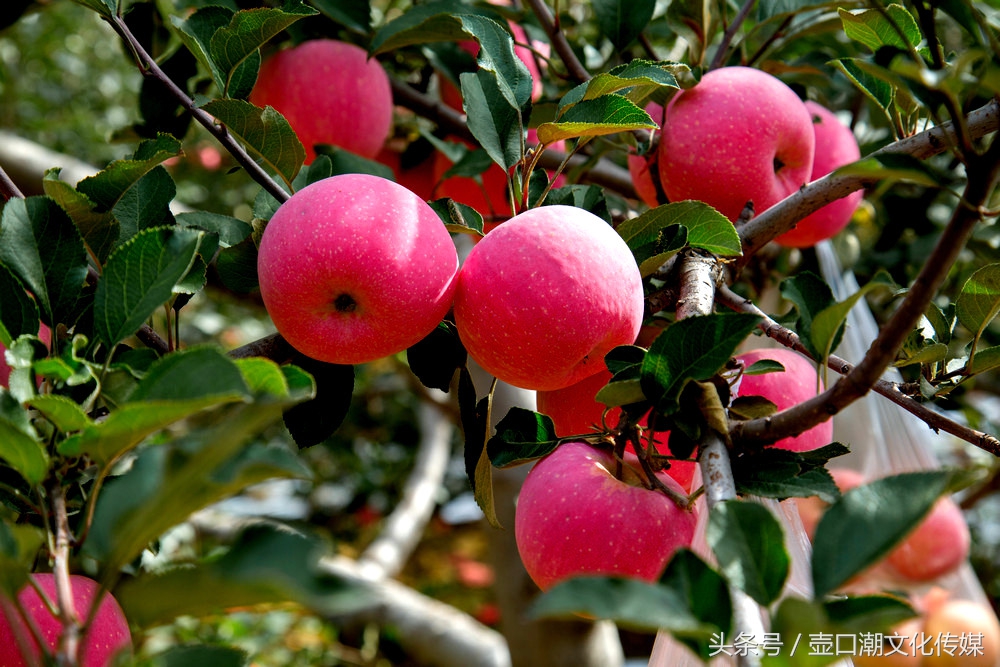 山西临汾神话故事,山西临汾吉县苹果视频