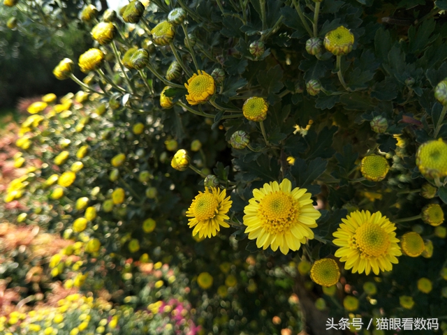 oppor9s的缺点和不足,oppor9s现在值得入手吗