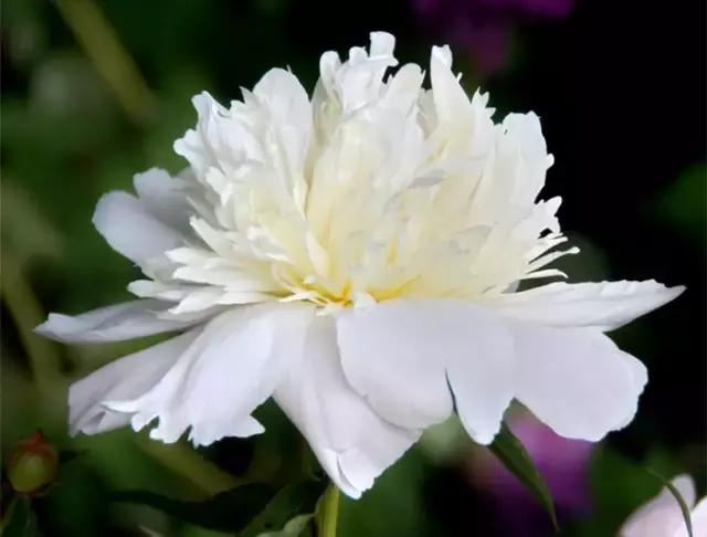 瑗垮拰鐧借妽,绉嶆鐧借妽鑷村瘜